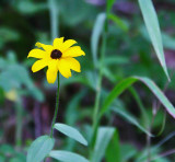 Creek Flower
