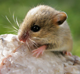 Baby Deer Mouse