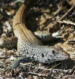 California whiptail