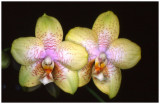 Phalaenopsis NoID