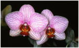 Phalaenopsis NoID