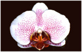 Phalaenopsis Elise de Valec  Chantal