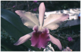 Laelia sp.