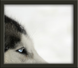 wolf look ...