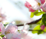 Apple Tree Flowers (may)