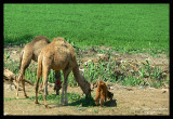 A Baby Camel.. the only one we have seen there ! (Baby .. not Camel !)