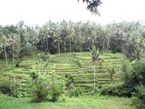 Rice Terraces on Bali