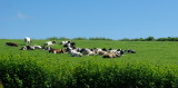 The neighbours - resting.