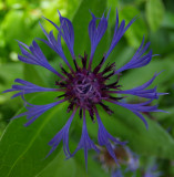 Centaurea