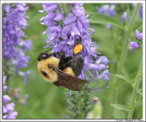 Bumble Bee 2.jpg