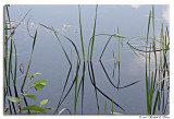 Up the River 3.jpg