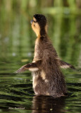 Duckling Testing His Budding Flight Wings. We Dont Have Liftoff!