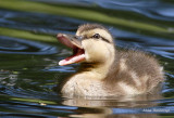 New Member Of The Choir - Duckling
