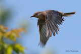 Eastern Bluebird Heads West - Merlebleu