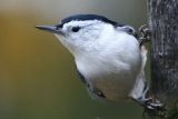 White-Breasted Nuthatch