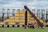 Corn Harvest