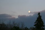 Evening Moon