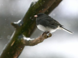 Junco