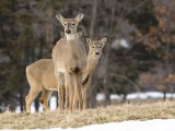 2 Deer, 6 Ears!