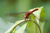 Ruby Meadowhawk