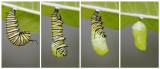 Monarch Caterpillar Entering Pupa Stage