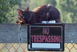 Lucky, The Guard Cat