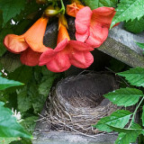 Empty Nest
