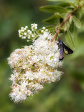 Deer Fly