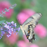 Eastern Tiger Swallowtail