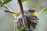 Eastern Yellow Robin