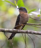 Fan Tailed Cuckoo