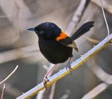 Red Backed Fairy Wren