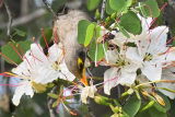 Yellow-throated miner