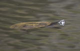Long Necked Tortise