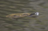 Long Necked Tortise