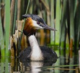 Crested Grebe