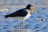 Pied Oyster Catcher