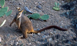 A Very Long Tail! - Rock Wallaby