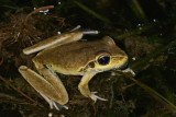 Frog - Clarence River - NSW