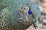Female  Satin Bower Bird