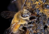 Bee Collecting Honeydew