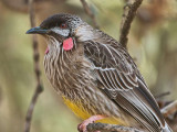 Red Wattle Bird