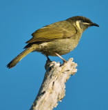 Lewins Honeyeater