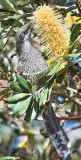 Little Wattle Bird