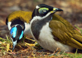 Blue Faced Honeyeaters - Adult and Immature