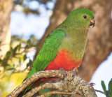 King Parrot Female