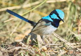 Superb Blue Fairy Wren - Male