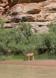Deer, Grand Canyon, AZ, 2007