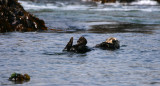 Sea Otter