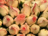 Roses from Flower Market